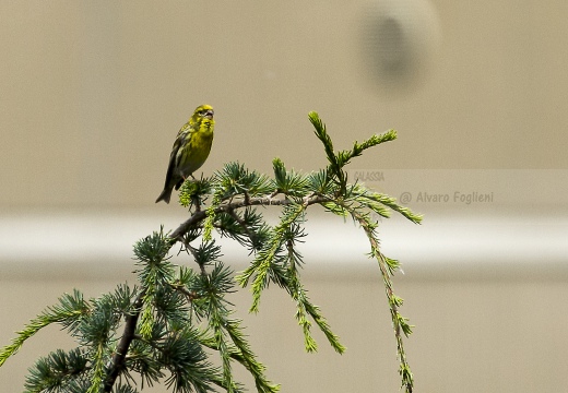VERZELLINO, Serin, Serin cini; Serinus serinus 