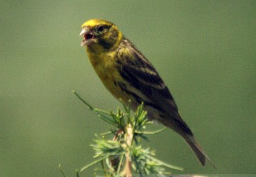 VERZELLINO, Serin, Serin cini; Serinus serinus 