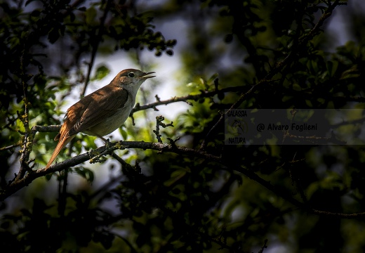USIGNOLO, Nightingale, Rossignol philomèle; Luscinia megarhynchos 