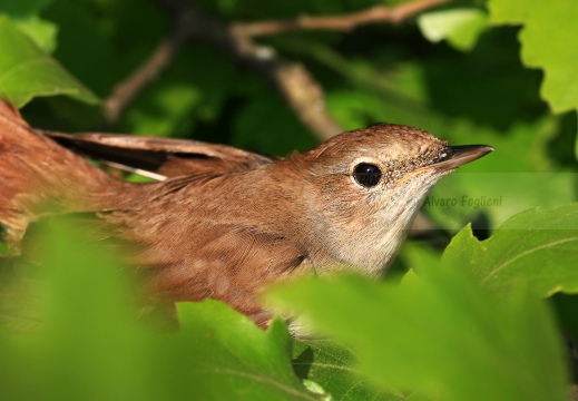 USIGNOLO, Nightingale, Rossignol philomèle; Luscinia megarhynchos 