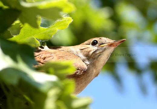 USIGNOLO, Nightingale, Rossignol philomèle; Luscinia megarhynchos 