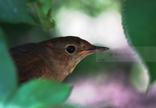USIGNOLO, Nightingale, Rossignol philomèle; Luscinia megarhynchos 