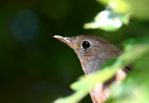 USIGNOLO, Nightingale, Rossignol philomèle; Luscinia megarhynchos 