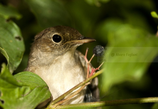 USIGNOLO, Nightingale, Rossignol philomèle; Luscinia megarhynchos 