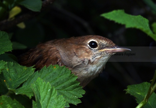 USIGNOLO, Nightingale, Rossignol philomèle; Luscinia megarhynchos 