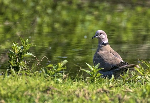 TORTORA DAL COLLARE, Collared Dove, Tourterelle turque; Streptopelia decaocto 