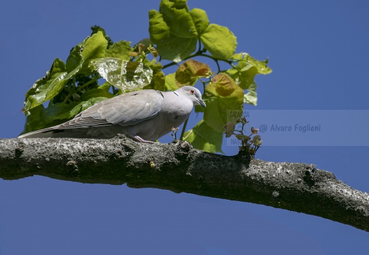 TORTORA DAL COLLARE, Collared Dove, Tourterelle turque; Streptopelia decaocto 