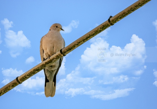 TORTORA DAL COLLARE, Collared Dove, Tourterelle turque; Streptopelia decaocto 