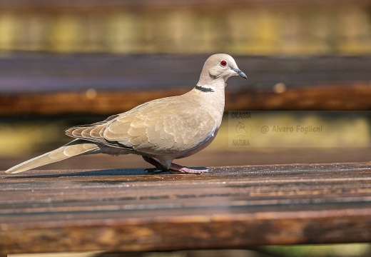 TORTORA DAL COLLARE, Collared Dove, Tourterelle turque; Streptopelia decaocto 