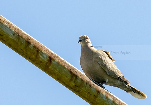 TORTORA DAL COLLARE, Collared Dove, Tourterelle turque; Streptopelia decaocto 