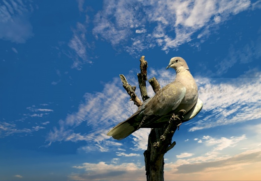 TORTORA DAL COLLARE, Collared Dove, Tourterelle turque; Streptopelia decaocto 