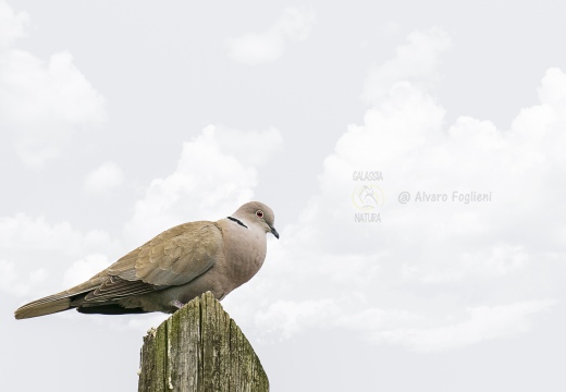 TORTORA DAL COLLARE, Collared Dove, Tourterelle turque; Streptopelia decaocto 