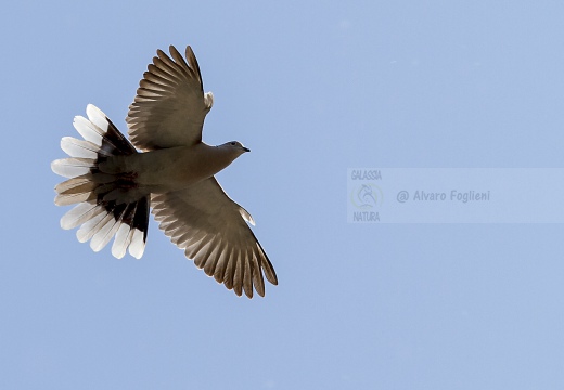 TORTORA DAL COLLARE, Collared Dove, Tourterelle turque; Streptopelia decaocto 