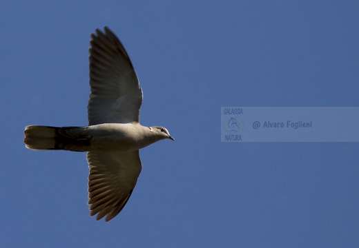 TORTORA DAL COLLARE, Collared Dove, Tourterelle turque; Streptopelia decaocto 