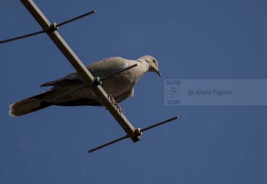 TORTORA DAL COLLARE, Collared Dove, Tourterelle turque; Streptopelia decaocto 