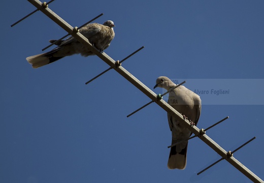 TORTORA DAL COLLARE, Collared Dove, Tourterelle turque; Streptopelia decaocto 