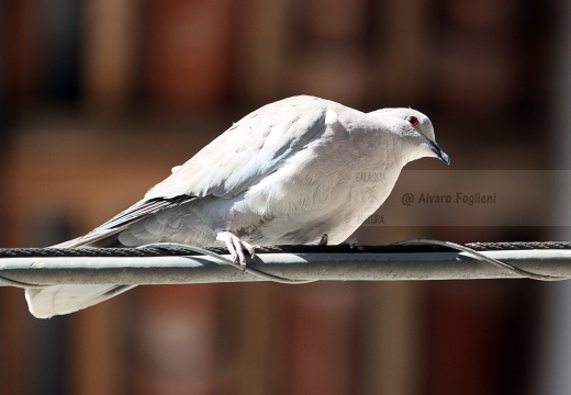 TORTORA DAL COLLARE, Collared Dove, Tourterelle turque; Streptopelia decaocto 