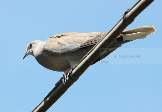 TORTORA DAL COLLARE, Collared Dove, Tourterelle turque; Streptopelia decaocto 