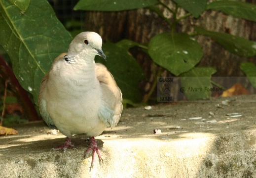 TORTORA DAL COLLARE, Collared Dove, Tourterelle turque; Streptopelia decaocto 