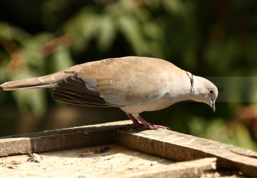 TORTORA DAL COLLARE, Collared Dove, Tourterelle turque; Streptopelia decaocto 