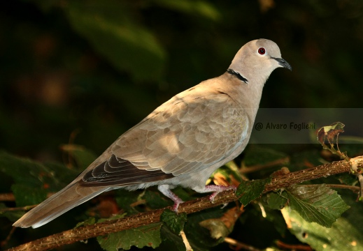 TORTORA DAL COLLARE, Collared Dove, Tourterelle turque; Streptopelia decaocto 