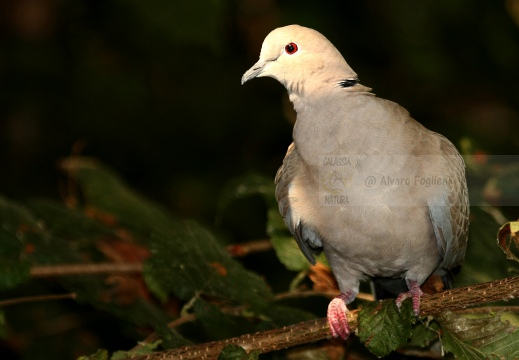 TORTORA DAL COLLARE, Collared Dove, Tourterelle turque; Streptopelia decaocto 