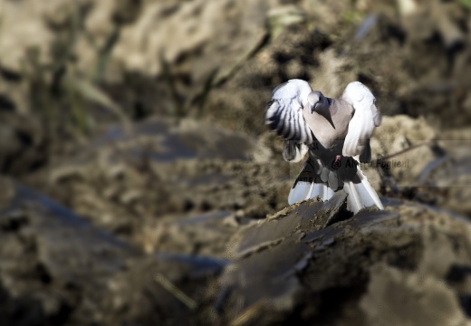 TORTORA DAL COLLARE, Collared Dove, Tourterelle turque; Streptopelia decaocto 