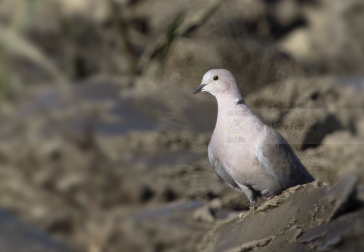 TORTORA DAL COLLARE, Collared Dove, Tourterelle turque; Streptopelia decaocto 