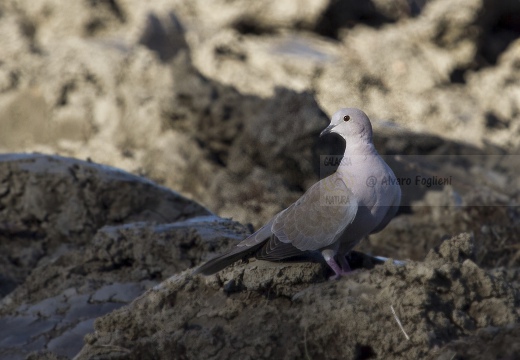 TORTORA DAL COLLARE, Collared Dove, Tourterelle turque; Streptopelia decaocto 