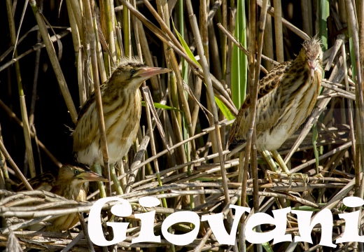 TARABUSINO, Little Bittern, Blongios nain; Ixobrychus minutus 