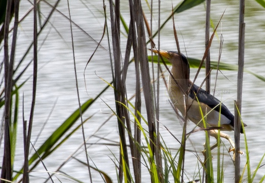 TARABUSINO, Little Bittern, Blongios nain; Ixobrychus minutus 
