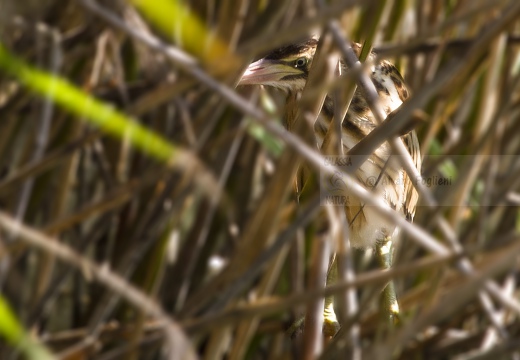 TARABUSINO, Little Bittern, Blongios nain; Ixobrychus minutus 
