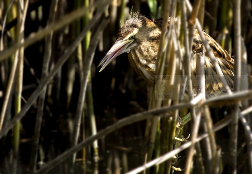 TARABUSINO, Little Bittern, Blongios nain; Ixobrychus minutus 