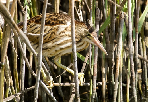TARABUSINO, Little Bittern, Blongios nain; Ixobrychus minutus 