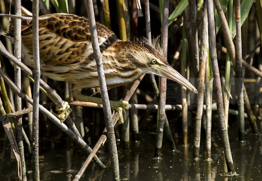 TARABUSINO, Little Bittern, Blongios nain; Ixobrychus minutus 