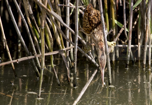 TARABUSINO, Little Bittern, Blongios nain; Ixobrychus minutus 