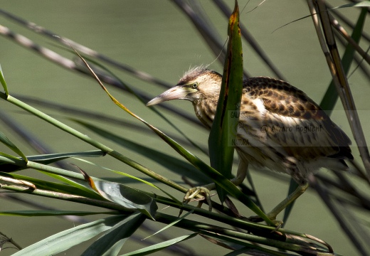 TARABUSINO, Little Bittern, Blongios nain; Ixobrychus minutus 