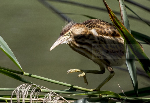 TARABUSINO, Little Bittern, Blongios nain; Ixobrychus minutus 
