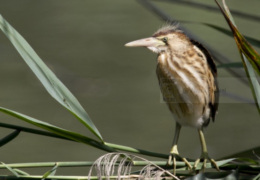 TARABUSINO, Little Bittern, Blongios nain; Ixobrychus minutus 