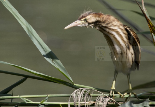 TARABUSINO, Little Bittern, Blongios nain; Ixobrychus minutus 