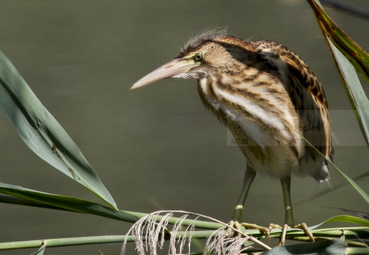TARABUSINO, Little Bittern, Blongios nain; Ixobrychus minutus 