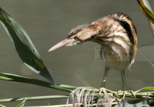 TARABUSINO, Little Bittern, Blongios nain; Ixobrychus minutus 