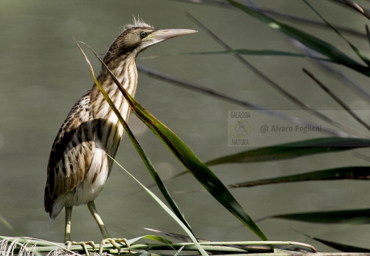 TARABUSINO, Little Bittern, Blongios nain; Ixobrychus minutus 