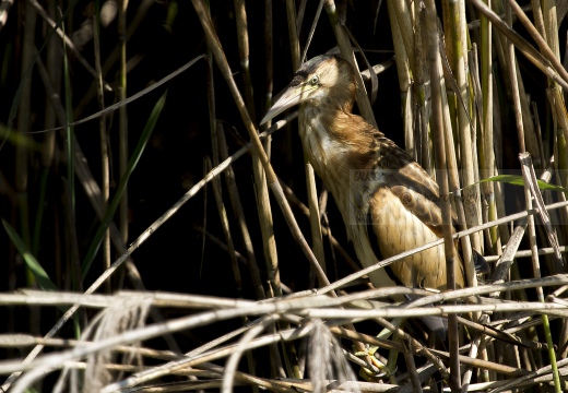 TARABUSINO, Little Bittern, Blongios nain; Ixobrychus minutus 