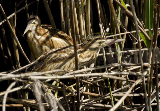 TARABUSINO, Little Bittern, Blongios nain; Ixobrychus minutus 