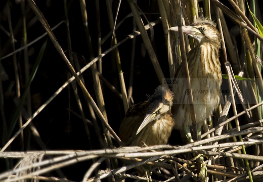 TARABUSINO, Little Bittern, Blongios nain; Ixobrychus minutus 