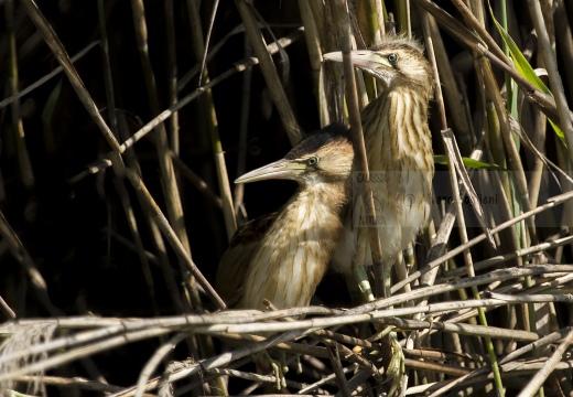 TARABUSINO, Little Bittern, Blongios nain; Ixobrychus minutus 