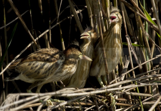 TARABUSINO, Little Bittern, Blongios nain; Ixobrychus minutus 