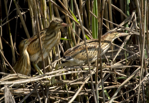 TARABUSINO, Little Bittern, Blongios nain; Ixobrychus minutus 