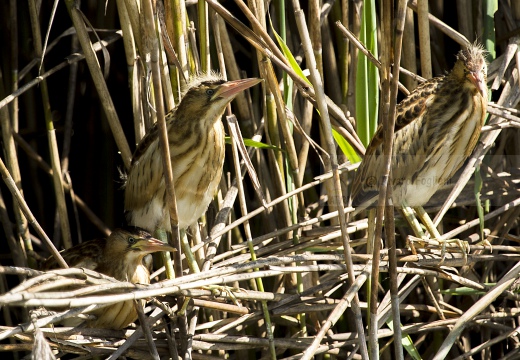 TARABUSINO, Little Bittern, Blongios nain; Ixobrychus minutus 